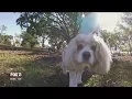 Lakeland Florida named best small city for dogs and their owners