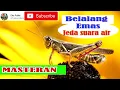 Download Lagu MASTERAN BELALANG EMAS JEDA SUARA AIR (Link Mp3 by request)