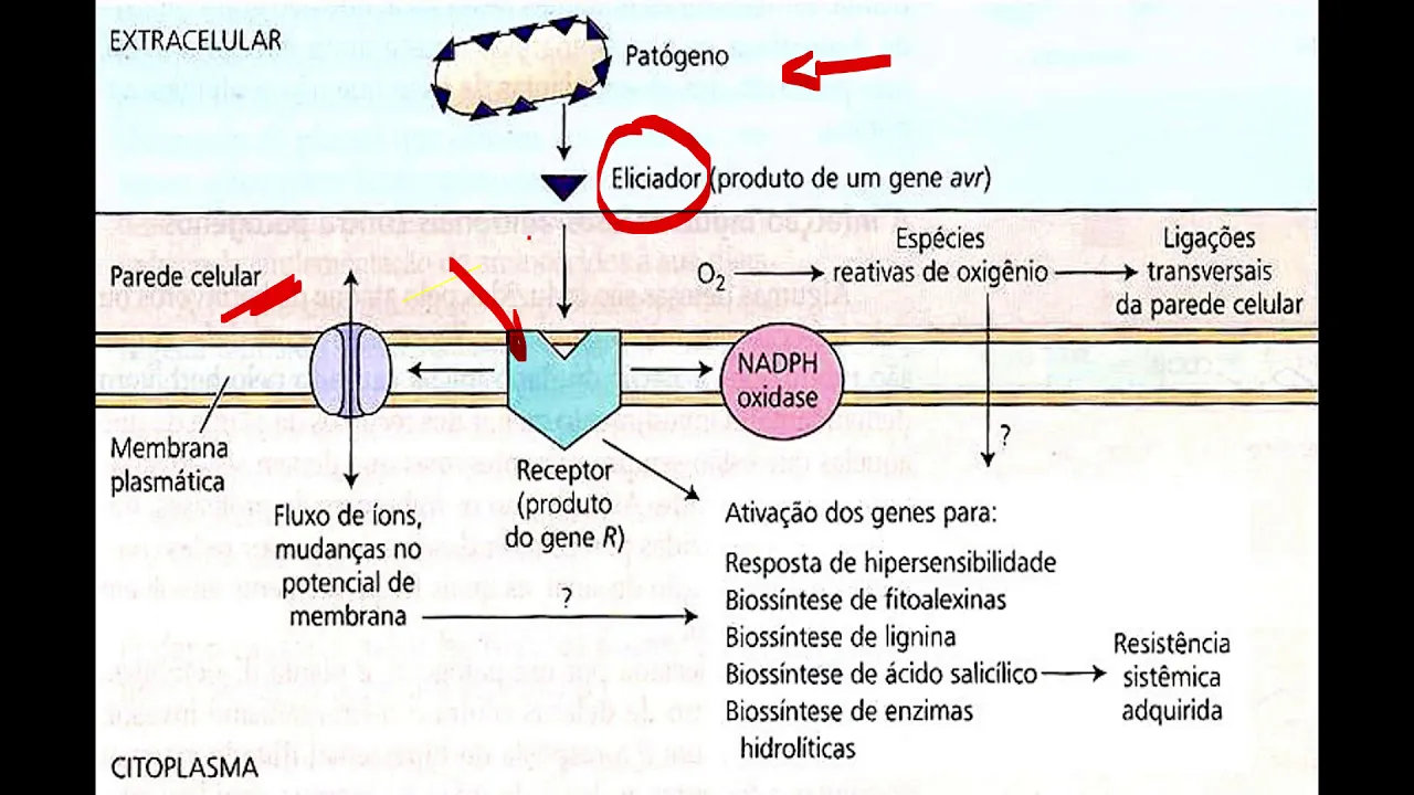 Metabolismo secundário_17-1 (13:43)