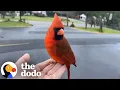 Download Lagu Cardinal Gives Cutest Goodbye To Woman Who Rescued Him | The Dodo