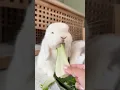 What my rabbits eat in a day