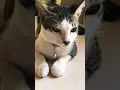 Download Lagu Cats Morning Life 🐈‍⬛ Unstopa-Purr. #unstoppable #cat  #cutecat  #catlovers #cats