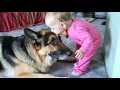 Download Lagu Raak de baby niet aan! 😱 180lb Giant Duitse Shepherd's schokkende reactie! ❤️