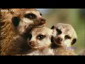What a wonderful world   LOUIS ARMSTRONG With David Attenborough    BBC One