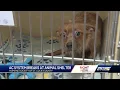 Humane Society of St Lucie County in need of fosters
