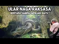 Viral !! Ular Naga Raksasa Bertapa Ratusan Tahun Sampai Menjadi Batu