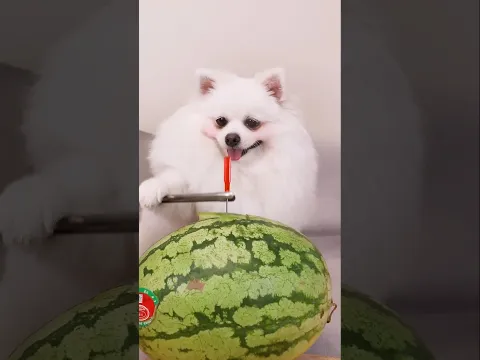 🫪When the cat said, let me😱 quickly steal the gold coins from the watermelon, then #youtubeshorts