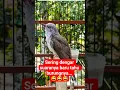 Download Lagu Burung kedasih gacor 🔥🔥🔥