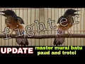 Download Lagu MASTERAN MURAI BATU TROTOL UMUR 1-2-3-4 BULAN 2022