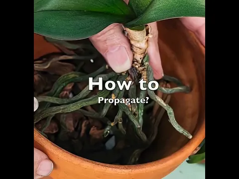 घर पर Orchid उगाने का सही तरीका |Orchid Potting & Care Secrets|3 Ways to Grow Orchids #orchidlovers