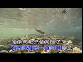中等美女~剛澤斌~男C調~伴奏導唱~金嗓