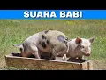 Efek Suara Babi | Pig Sound Effects