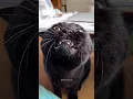 Cats don't just meow 🤣🤣 #funny #catvideos #catshorts #cat