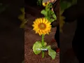 Download Lagu Fields of Gold: The Great Sunflower Harvest 🌻 @zackdfilms #shorts