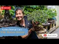 Azalea Bonsai Care, with Madam Bonsai.
