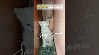 ميشو ثلاث أيام مابانش قلبي يتقطع توحشتووو و قطتي ميشات مكتئبة Cat اكسبلور الشعب الصيني ماله حل 