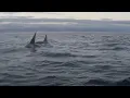 Norway -- Swimming with Orca and the Aurora Borealis