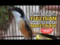 Download Lagu BURUNG CENDET GACOR FULL ISIAN PANCINGAN CENDET AGAR BUNYI BURUNG PENTET GACOR EMOSI