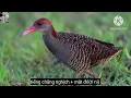 Download Lagu tiếng chằng nghịch kẹp chung mắt đỏ.