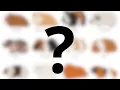 How to Identify Guinea Pig Breeds