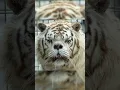How animals with Down syndrome