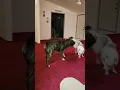 Mastiff and husky love