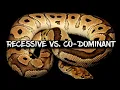 Recessive vs Co-Dominant Which Ball Python Should You Buy