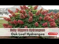Ruby Slippers Hydrangea Oak Leaf Hydrangea Deciduous Shrub