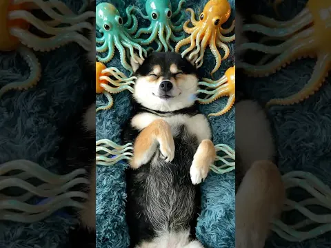 ASMR - Manyu's SPA Tools for 12 Zodiac Doggies