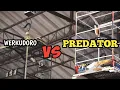 Lagu Duel sengit predator dan werkudoro 