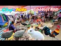 Download Lagu Chợ thú cưng con gì cũng bán. Có đủ loại chim, gà cảnh, con giống lợn,ngan,ngỗng.