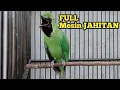 Download Lagu Ijo Gacor Isian Mesin Jahit Panjang