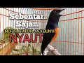 Lagu PANCINGAN MURAI BATU biar lawan EMOSI jadi Bunyi NYAUT BONGKAR MATERI ISIAN 