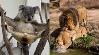 Best Animal Voiceovers Ep. 87