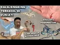 Lagu PELIHARA KALAJENGKING TERKECIL DIDUNIA?! LEBIH KECIL DARI BERAS! DAN HOTTENTOTTA KU MAKIN BESAR!