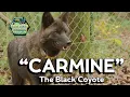 Carmine the Black Coyote of Atlanta