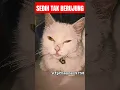 Download Lagu SEDIH TAK BERUJUNG.//#animals #cat #youtubeshorts #shorts #fpchannel5758
