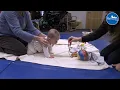 How to Get Baby Crawling A Parenting Guide