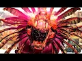 I HATE Shadowmane Taming - ARK Fjordur Monarky S2 EP11