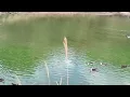 Download Lagu Jadi Kurir Gratisan Jiugong (kakek)😂 Tapi Jadi Dibolehin Main Di Danau Bebeknya 😍