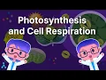 ScienceAide Study Guide 5 Photosynthesis and Cell Respiration