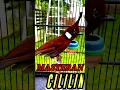 Download Lagu MASTERAN CILILIN SUARA ASLI TEMBAKAN PANJANG MUDAH MASUK #masterancililin
