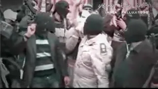 سباع الفلوجة 