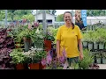 PETITTI Astilbe Spotlight Grow for Shade Deer Resistance Pollinators