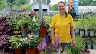PETITTI Astilbe Spotlight Grow for Shade Deer Resistance Pollinators