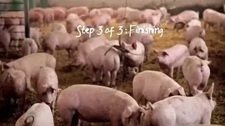 Applegate antibiotic-free hogs step 3 of 3 Finishing
