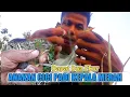 Download Lagu Nemu Anakan Cici Padi Kepala Merah, yang Sudah Terbang Dari Sarangnya