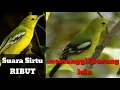 Download Lagu Suara Mp3 Burung Sirtu Ribut
