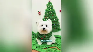 El cachorro siempre se queda sin comida#funnyshorts #pets #love #cute 