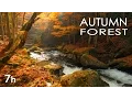 Download Lagu Autumn Forest - River Sounds - Relaxing Nature Video - White Water - HD - 1080p